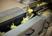 Francia se unirá a Alemania y Suíza en la prohibición de triturar pollos vivos Pollitos macho eliminados en industria avícola