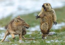 El zorro y la marmota: la mejor foto de naturaleza de 2019 Zorro tibetano sorprende a marmota que trata de huír