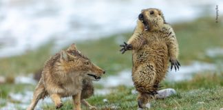 Zorro tibetano sorprende a marmota que trata de huír