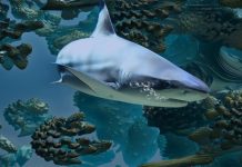 Colombia permitirá pescar especies de tiburones amenazadas para cercenar sus aletas Tiburón nada entre algas y rocas submarinas