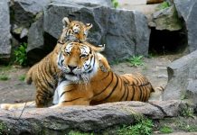 Casi 2.500 tigres asesinados y vendidos ilegalmente en las últimas dos décadas Tigresa tumbada juega con su cachorro