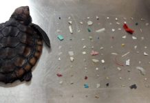 Esta tortuga fallecida había ingerido 104 trozos de plástico