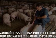 Es prioritario prohibir la aberración del uso de antibióticos en animales sanos Administración de medicamentos a cerdos en granja