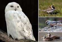 Aves árticas y boreales serán las mayores perjudicadas por el cambio climático