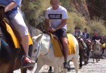 Los 500 escalones de la vergüenza: denuncian el maltrato de burros en Santorini Burros subiendo con turistas los escalones entre Santorini y Fira