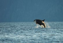 Victoria de la presión contra la «cárcel de ballenas» ¡Ya nadan en libertad! Orca saltando sobre la superficie del mar