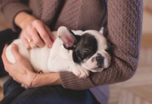 El contacto con gatos y perros disminuye significativamente el estrés de estudiantes Mujer acaricia a un perro que sostiene en su regazo