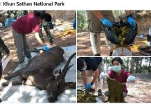 Siete kilos de plástico en el estómago de un ciervo muerto Ciervo muerto con siete kilos de plástico en su estómago