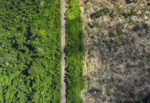 Activistas de Brasil muestra la otra cara de la ganadería industrial y de los biocombustibles a los europeos Vista aérea de un área de selva amazónica deforestada