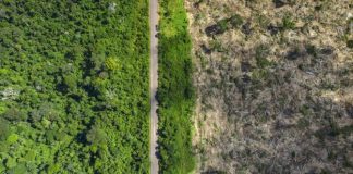 Vista aérea de un área de selva amazónica deforestada