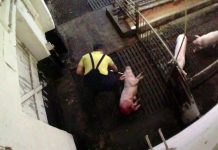 El horror ilegal en granjas alemanas: 13 millones de cerdos enfermos cruelmente sacrificados Maltrato a cerdos en granja alemana