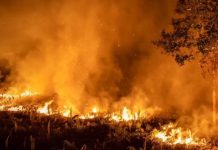 Greenpeace señala a Unilever, Mondelez, Nestlé y Procter&Gamble por los miles de incendios en Indonesia Incendio en bosque de Indonesia arrasa un bosque