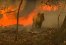 Emocionante y heroico rescate de koala de las llamas Koala amenazado por un incendio antes de ser rescatado