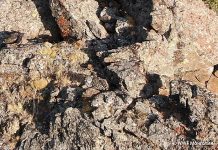 Desafío para la vista: encuentra los cuatro pequeños fantasmas de las montañas Cachorros ocultos de leopardo de las nieves camuflados entre las rocas