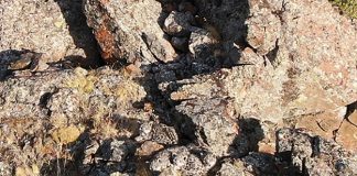 Cachorros ocultos de leopardo de las nieves camuflados entre las rocas