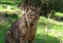 Matan a tiros en Córdoba al lince Gael Lince majestuoso sentado en el bosque