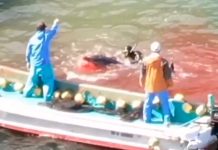 El Dolphin Project documenta con drones la matanza de delfines de Taiji Pescadores matan delfín en Taiji con ayuda de buzo