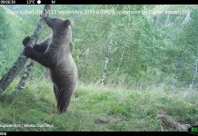 Bellas imágenes de la supervivencia del oso pardo en los Pirineos