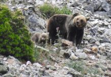 Buenas noticias para el futuro del oso en la Cordillera Cantábrica: 38 osas con 64 oseznos Osa con cría bajando pedregal con matorrales en montaña del Cantábrico
