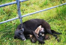 La abandonan encadenada a una verja con seis cachorros