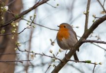 Cada ave cantora nos deleita con canciones específicas de su especie Erithacus rubecula o petirrojo europeo, ave cantora apoyada sobre una rama