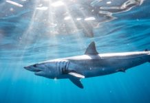 Canadá pone fin a la captura de tiburón mako