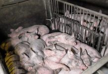 Carta abierta de científicos de todo el mundo: stop a la ganadería intensiva y al voraz consumo de carne Granja intensiva con cerdos hacinados