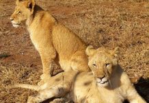 Masacre de leones en sudáfrica para usar sus huesos y garras en ritos y supersticiones