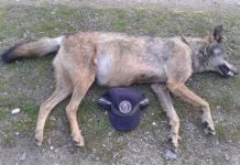 Lucro, corrupción, creencias… diseccionando los motivos de los crímenes ambientales Lobo muerto de un disparo en la Sierra de Madrid