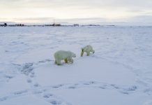 Decenas de osos polares famélicos entran a pueblo ruso ante la falta de hielo para ir a sus hábitats tradicionales Osos polares en el pueblo ruso de Ryrkaypiy