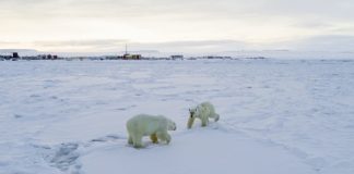 Osos polares en el pueblo ruso de Ryrkaypiy