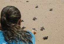 Cuarenta años protegiendo tortugas amenazadas en la costa brasileña Pequeñas tortuguitas caminando por la arena de la playa hacia el mar
