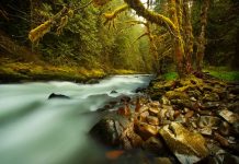 Decisión europea «histórica» en favor de la protección de las aguas Río atraviesa bosque en otoño
