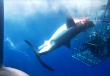 Tiburón blanco agoniza atrapado en jaula para turistas Tiburón blanco muere atrapado en jaula para turistas
