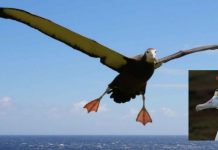 Los albatros demuestran ser excelentes vigilantes de los pesqueros ilegales Albatros con las alas desplegadas y albatros con casco de centurión