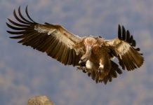 El culpable de envenenar buitres es condenado a multa de 36 mil euros y a dos años sin caza Buitre con alas y garras desplegadas vuela hacia el suelo
