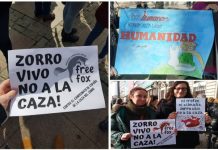 Zorros vivos: No a la caza