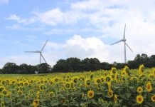 Japón quiere reinventar Fukushima como epicentro de ambicioso proyecto de energías renovables Turbinas eólicas al fondo de un campo de girasoles en Fukushima