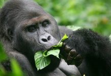 El gorila de Grauer en peligro crítico: han muerto tres de cada cuatro en los últimos 25 años Gorila de Grauer alimentándose con hojas de árbol