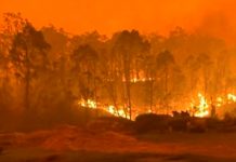 Los fuegos de Australia arrasan con casi 500 millones de animales Bosque australiano arrasado por el fuego