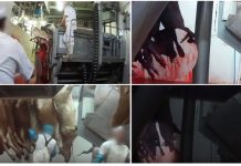 Trabajador desvela sufrimiento extremo en un matadero madrileño