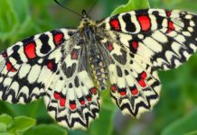 La mariposa Arlequín (Zerynthiia rumina) es la mariposa del año Mariposa arlequín con las alas abiertas