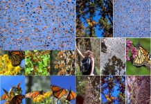 Nuevo asesinato de ambientalista en el santuario de la mariposa monarca Diferentes imágenes de mariposa monarca en santuario mexicano
