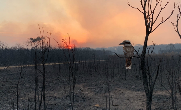 Cucaburra (Dacelo) posada en una rama mira bosque quemado en un atardecer en Australia