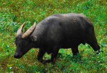 El tamaraw: una especie en situación crítica de la que queda apenas medio millar de ejemplares Tamaraw avanzando a través de un campo con hierba alta en la Isla de Mindoro, en Filipinas