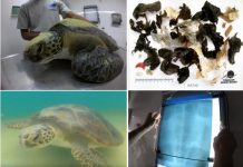 Tortuga rescatada por pescador artesanal defeca el equivalente a 26 pajitas de plástico