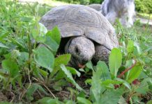 El mundo al revés: ecologistas sancionados por luchar contra el tráfico de animales Tortuga Mora (Testudo graeca) comiendo plantas verdes