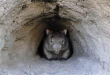 Los wombats comparten sus madrigueras con otros animales como refugio de las llamas Wombat mira a la cámara desde la entrada de su madriguera