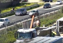 Angustia, agonía y muerte de un centenar de animales sin asistencia durante cinco horas Cerdos muertos después de accidente de camión de transporte de ganado