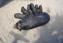 Las mascotas «exóticas» no deberían ser mi mascota, ni la de nadie Crías de cerdo vietnamita mamando de su madre
